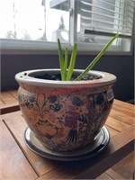 Potted aloe Vera Plant  (living room)