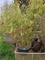 Potted Bamboo (Front yard)