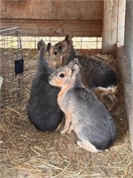 Trio of Young Cavies, unrelated