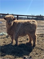 6 month old mid size Highlander bull,