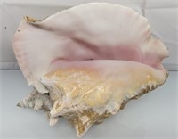Huge conch shell 12x11
