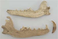 Canine jaw bones? 5"L