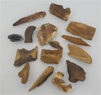 Fossils found in Alaska