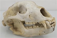 Bear skull 11"L
