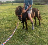 6 y/o Pony mare, exposed. Used in rides and Zoo