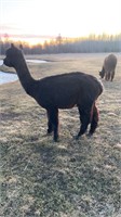 10 y/o female alpaca been used in petting zoo