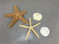 Sand Dollars, & Starfish