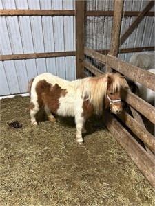 9 year old mini mare