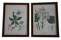 2pc Framed  Botanical Prints