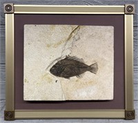 Priscacara Green River Fish Fossil