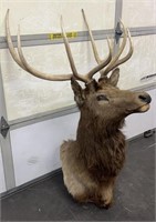 Large 5x4 Elk Mount
