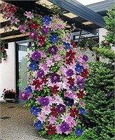 20+ Seeds-CLEMATIS ~Mixed Colors~ Wonderful large