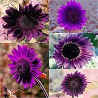 100+ Seeds Rare Purple Sunflower