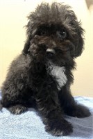 Male#2-Toy Poodle-Nov 18/23