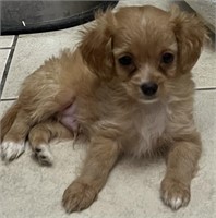 Male#1-Toy Cavapoo Puppy-Jan 4/24