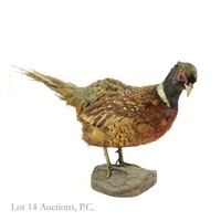 Taxidermied / Mounted Pheasant