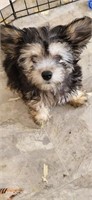 Female-Chinese Crested Powder Puff Puppy