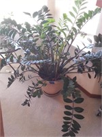 LIVING POTTED HOUSE PLANT #1  APPROX 46"H