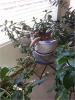 LIVING POTTED HOUSE PLANT #3