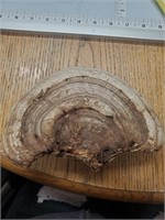7 1/2 inch conk mushroom