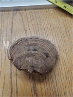 4 inch conk mushroom