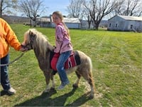 Nova is 3 y/o stud pony used in petting zoo/rides
