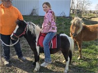 3y/o stud pony used in petty zoo/rides