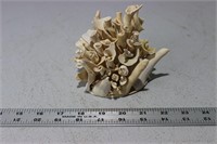 Another Seashell Décor