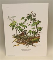 1972 Ray Harm Signed Print White-Throated Sparrow