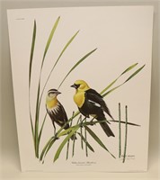 1973 Ray Harm Signed Yellow-Throated Blackbird