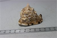 Medium Sized Seashell