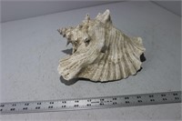 Large Seashell