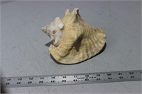 Medium Sized Seashell