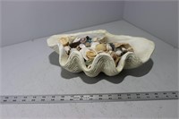 Large Lot of Seashells
