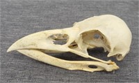 Penguin skull 5"L
