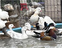 Pair- Mandarin Ducks