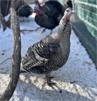 Female Turkey