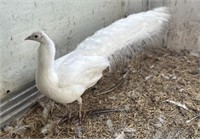 Male-White Peacock- 4 years old