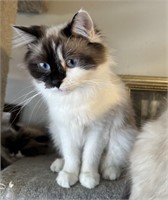 Female-Seal Mitted Ragdoll- Intact, 2 years