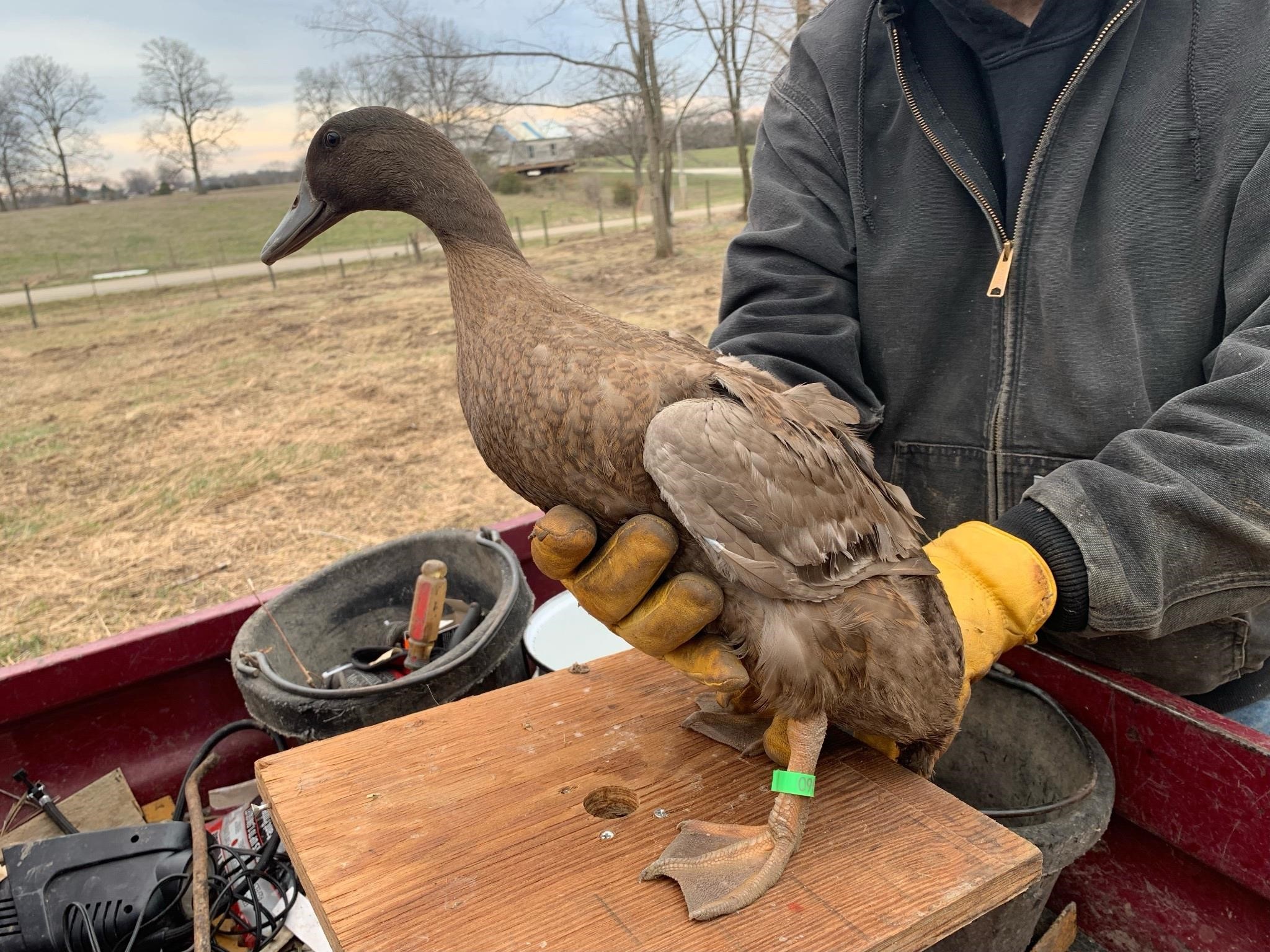 Khaki cambell hatched 1/15/24