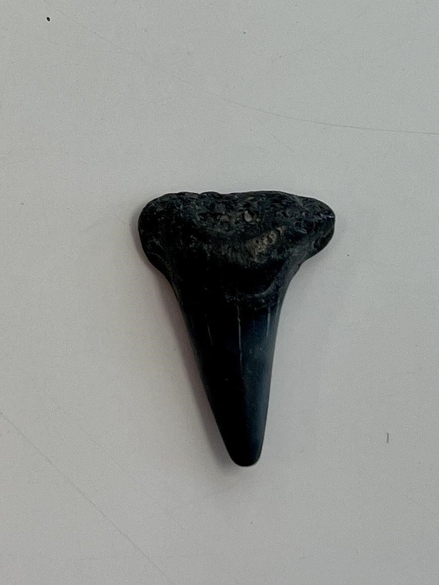 Moroccan Shark Tooth fossil