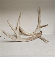 Set of Deer Antlers Sheds