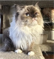 Female-Seal Mit Ragdoll/Persian-Intact, 1.5 years