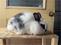 1yr old French Angora Buck, very gentle