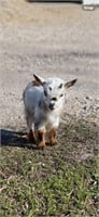 Micro Mini Fainting Goat Doe Tri Colored