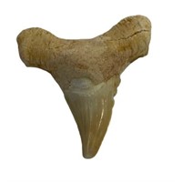 Natural Shark Tooth Fossil (~50 Million Years Old)