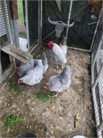 1 Rooster, 4 hens Lavander Orphingtons