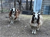 2- Jacobs 4 horn Ewes