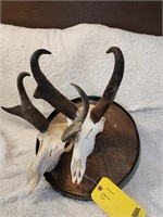Antelope mounts, one mounted