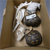 Turtle Shells, Animal Skulls & Jaws